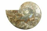 Cut & Polished Ammonite Fossil (Half) - Madagascar #354133-1